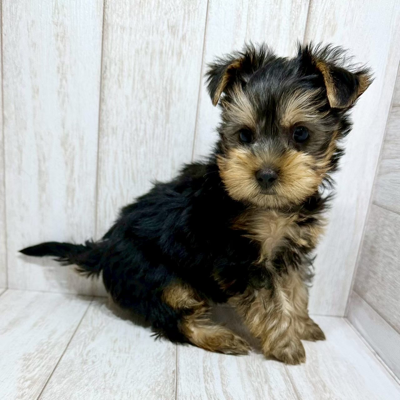 千葉県のヨークシャーテリア (ペピカあびこ店/2025年12月27日生まれ/女の子/スチールブルータン)の子犬の4枚目の画像