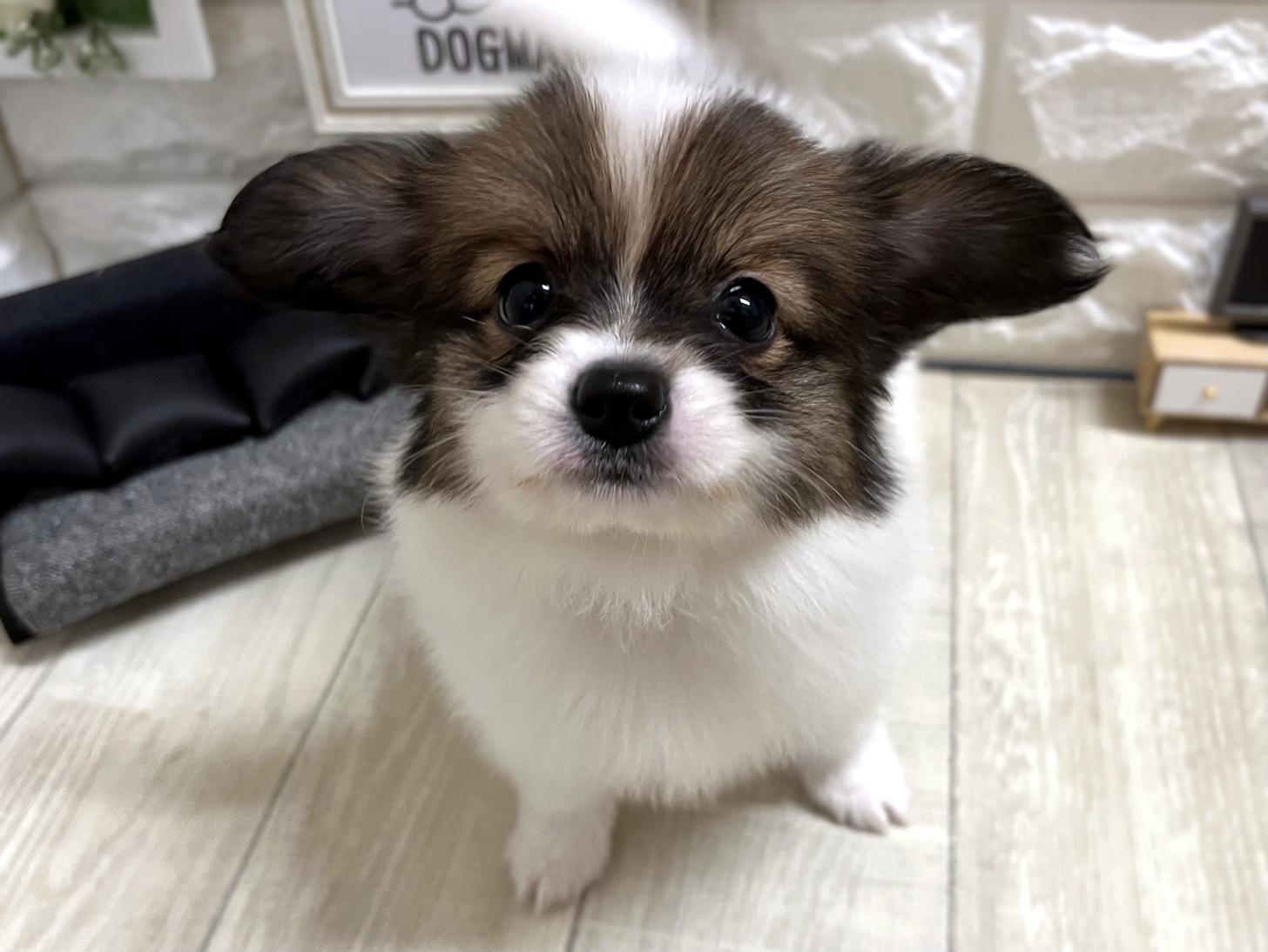 大阪府のパピヨン (DOGMAN平野瓜破店/2026年4月25日生まれ/女の子/ホワイトブラウン)の子犬の1枚目の画像
