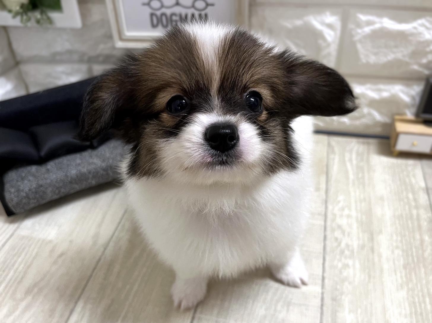 大阪府のパピヨン (DOGMAN平野瓜破店/2026年4月25日生まれ/女の子/ホワイトブラウン)の子犬の2枚目の画像