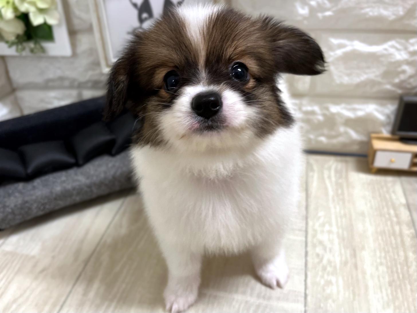 大阪府のパピヨン (DOGMAN平野瓜破店/2026年4月25日生まれ/女の子/ホワイトブラウン)の子犬の3枚目の画像