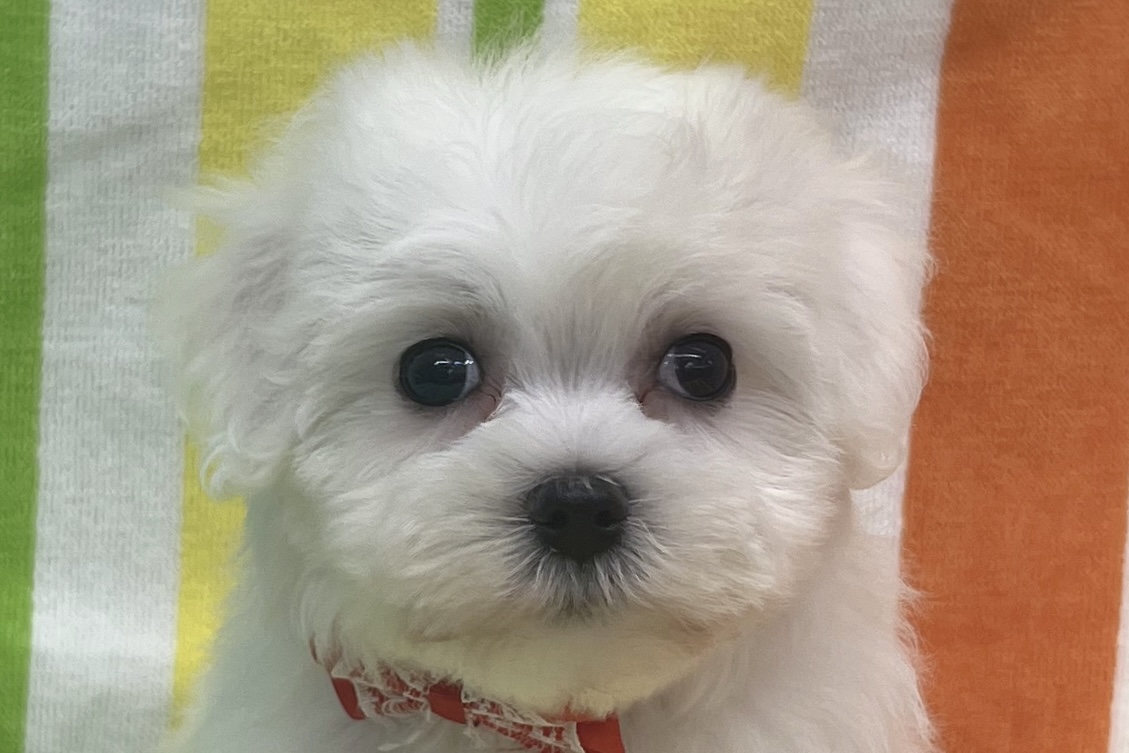 愛知県のマルチーズ (ハピースペット鳴海店/2025年5月24日生まれ/女の子/ホワイト)の子犬の2枚目の画像