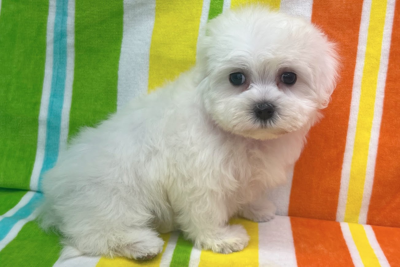 愛知県のマルチーズ (ハピースペット鳴海店/2025年5月24日生まれ/女の子/ホワイト)の子犬の4枚目の画像