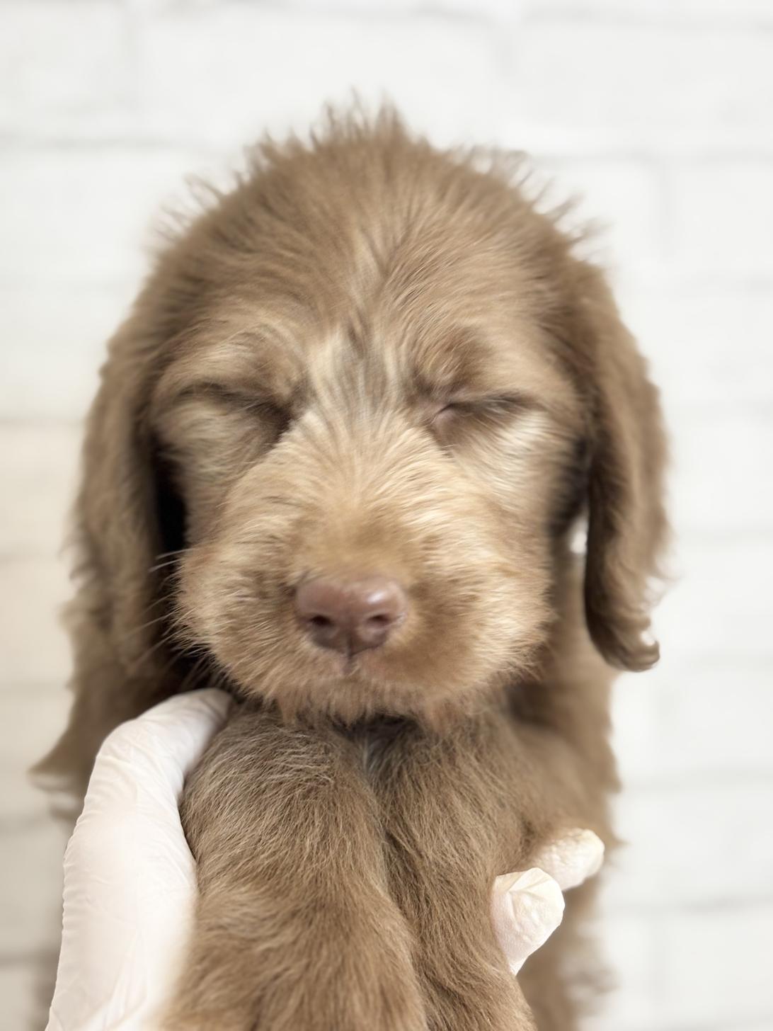 埼玉県のラブラドゥードル(ラブラドールレトリーバー×プードル) (ペッツスマイル加須インター店/2025年8月24日生まれ/男の子/チョコレート)の子犬の2枚目の画像