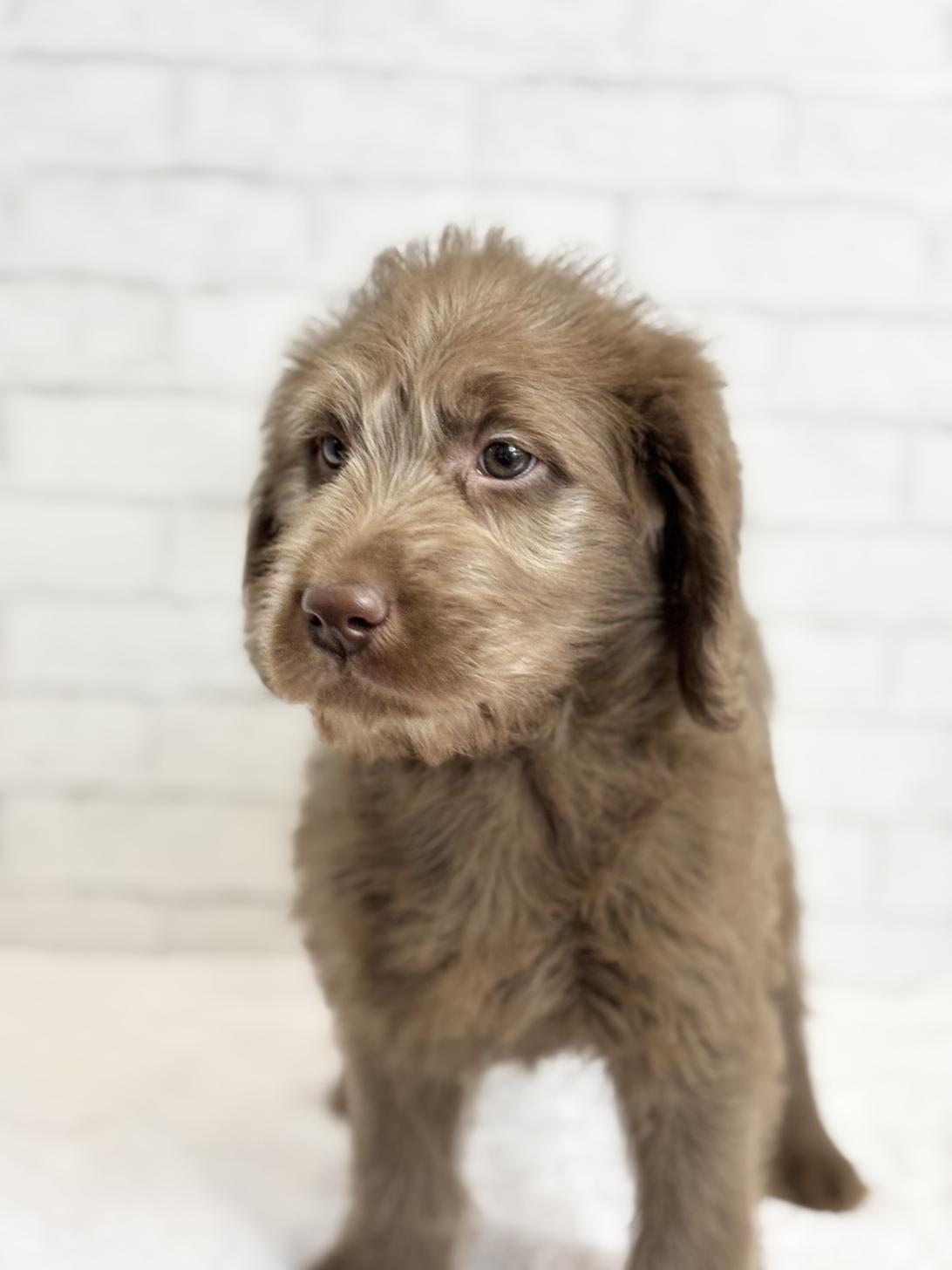 埼玉県のラブラドゥードル(ラブラドールレトリーバー×プードル) (ペッツスマイル加須インター店/2025年8月24日生まれ/男の子/チョコレート)の子犬の3枚目の画像