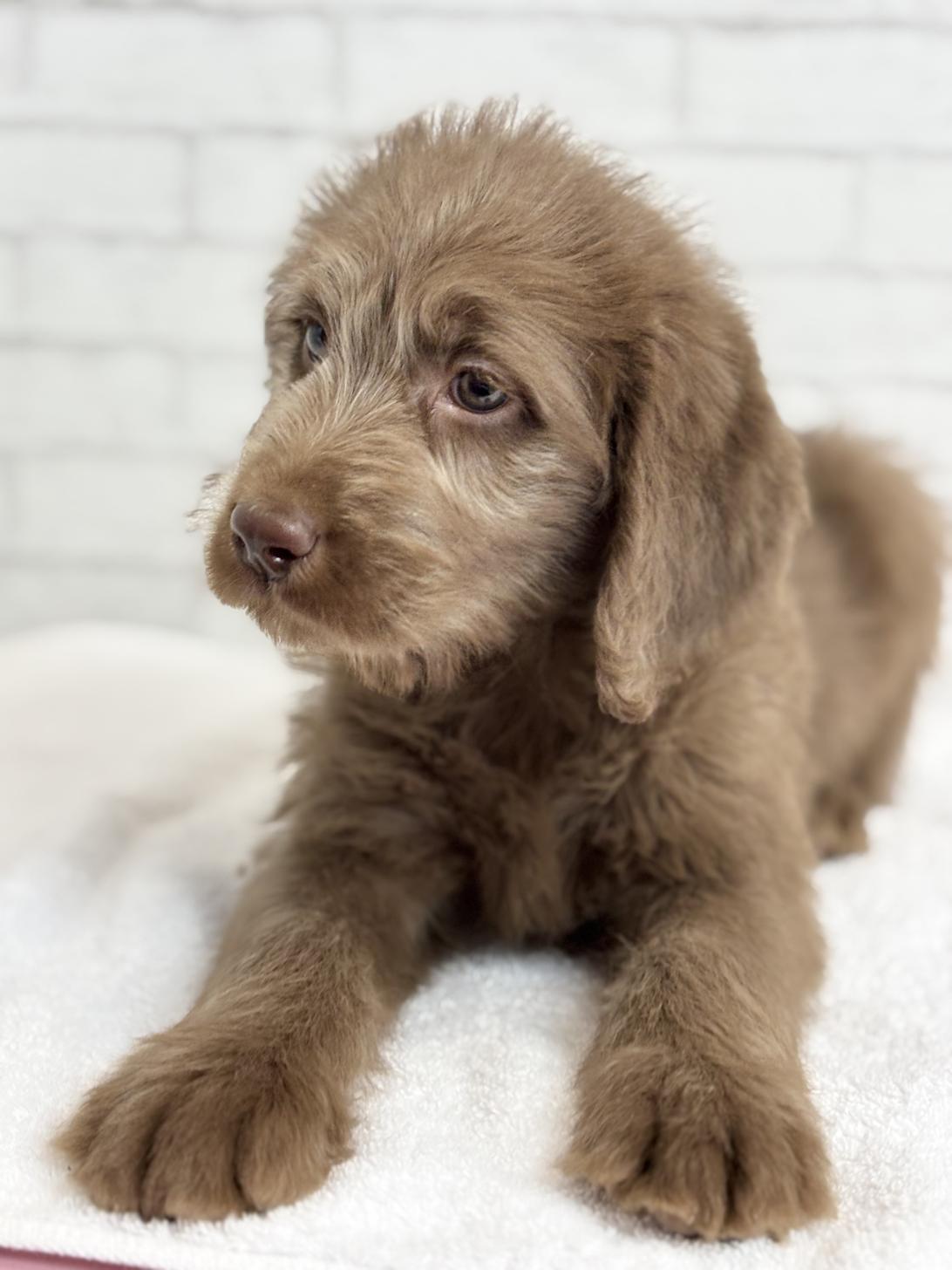 埼玉県のラブラドゥードル(ラブラドールレトリーバー×プードル) (ペッツスマイル加須インター店/2025年8月24日生まれ/男の子/チョコレート)の子犬の4枚目の画像