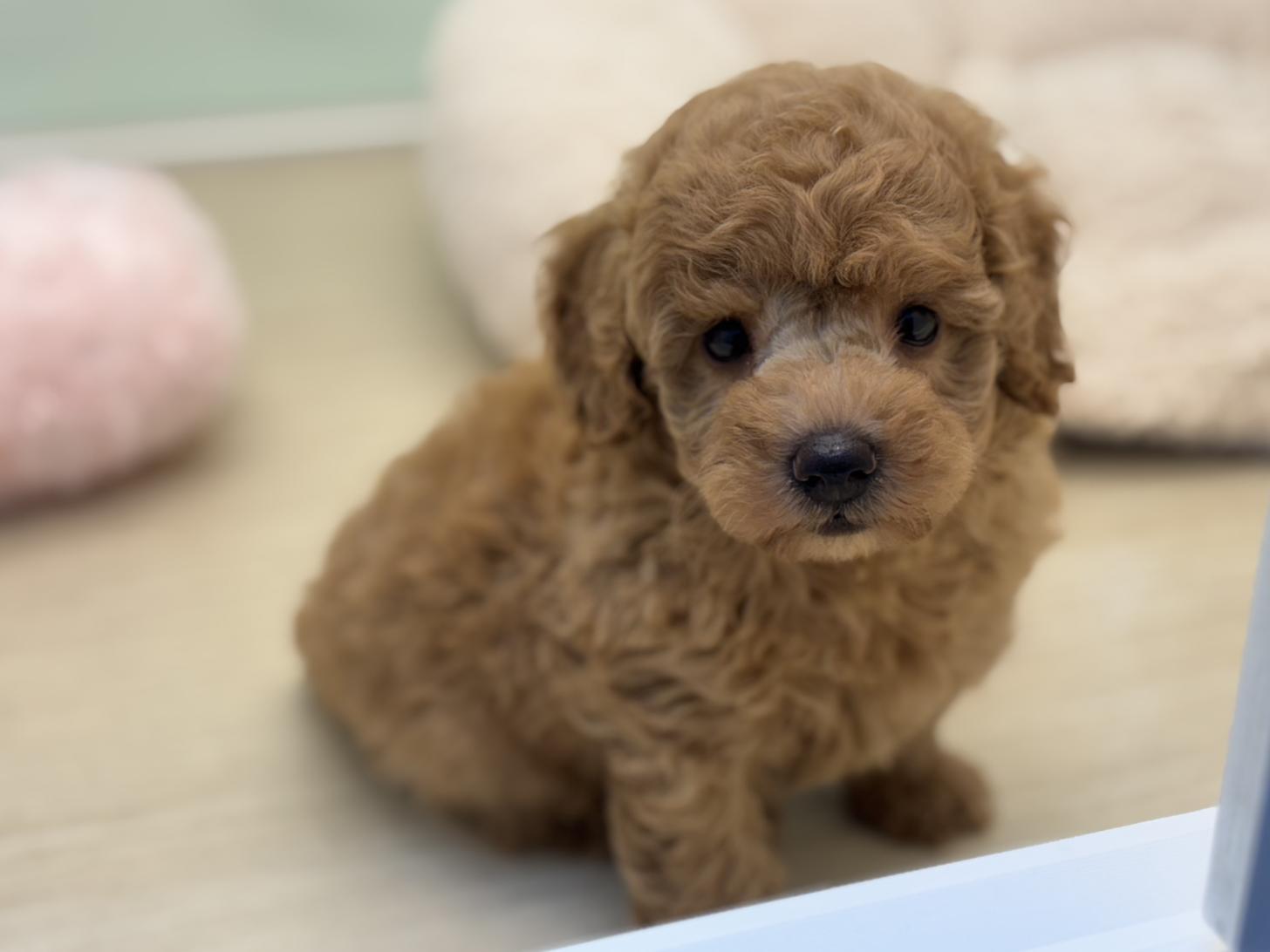 神奈川県のトイプードル(トイ) (Doggy Style 小田原店/2025年5月8日生まれ/男の子/アプリコット)の子犬の1枚目の画像