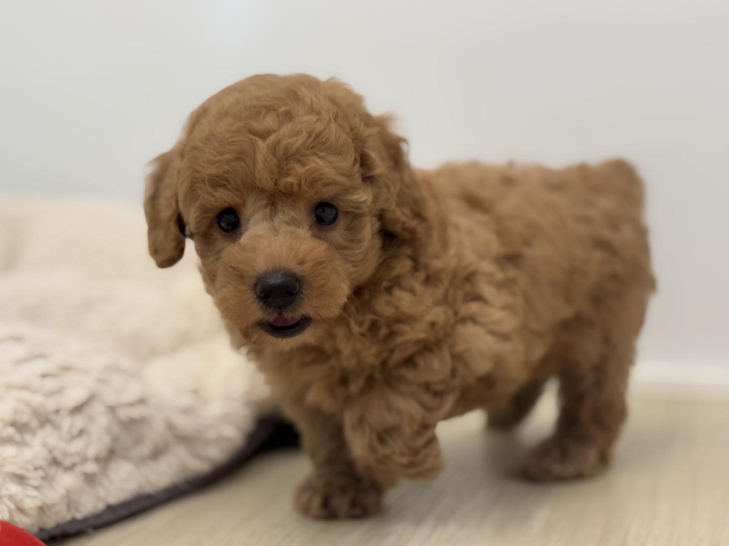 神奈川県のトイプードル(トイ) (Doggy Style 小田原店/2025年5月8日生まれ/男の子/アプリコット)の子犬の2枚目の画像