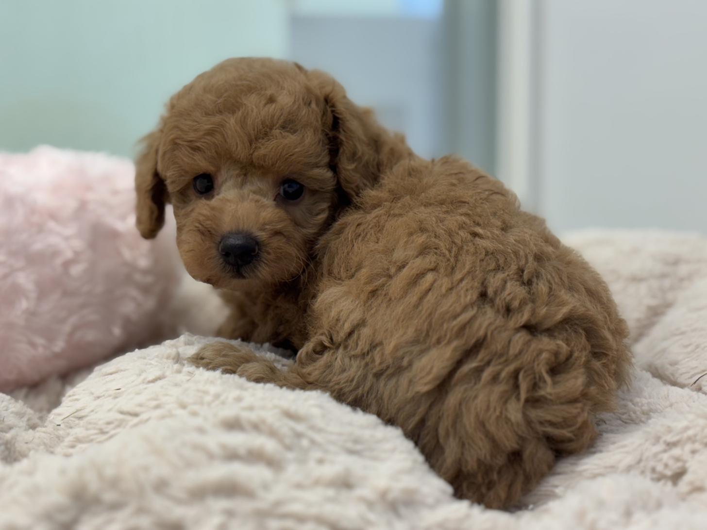 神奈川県のトイプードル(トイ) (Doggy Style 小田原店/2025年5月8日生まれ/男の子/アプリコット)の子犬の4枚目の画像