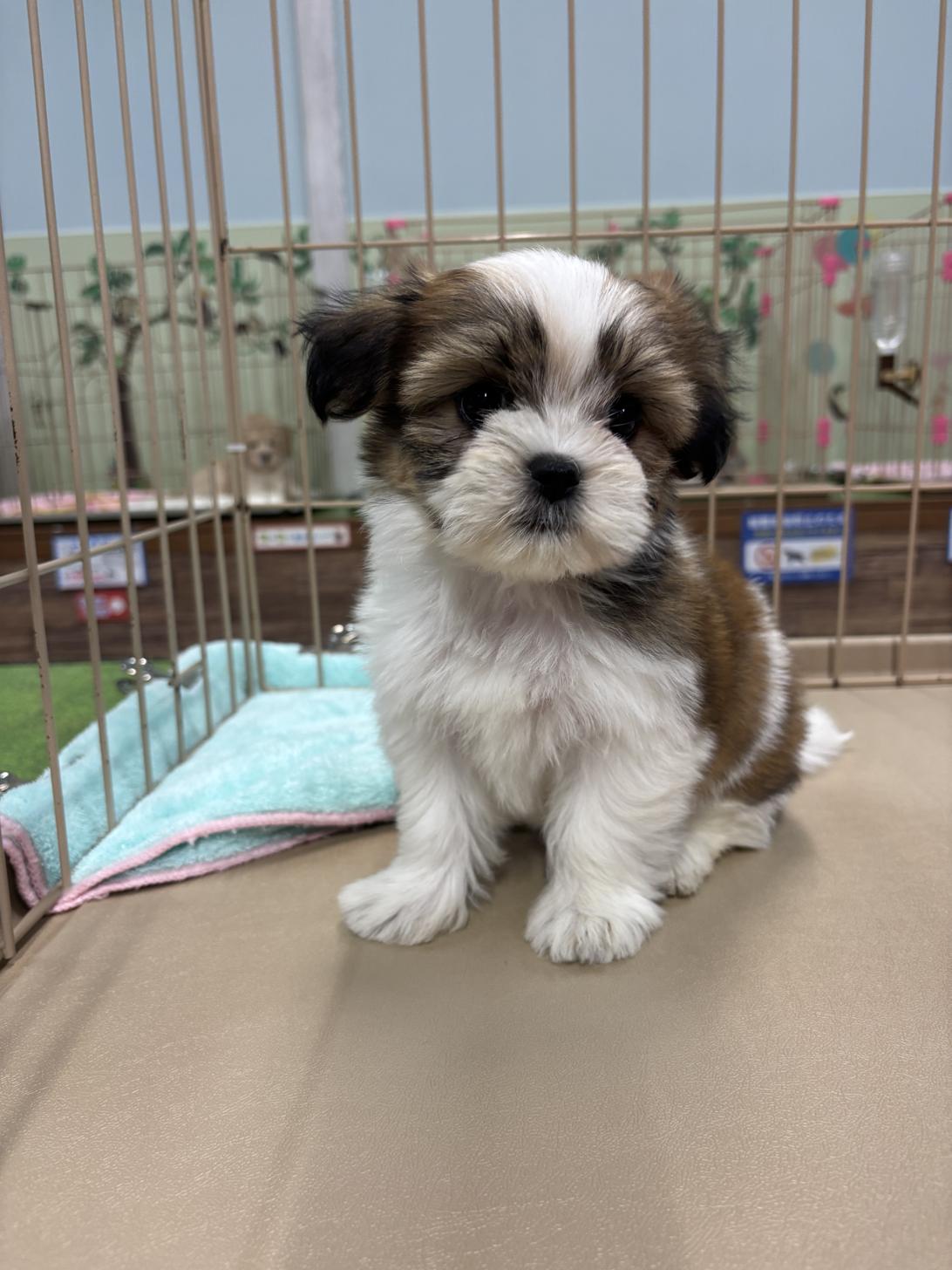 愛知県のマルズー/マルシーズ(マルチーズ×シーズー) (子いぬの足あと/2026年2月15日生まれ/女の子/ゴールドホワイト)の子犬