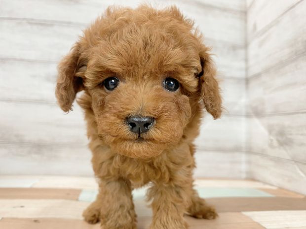 新潟県のトイプードル(トイ) (竹内ペット 新津本店/2025年12月20日生まれ/女の子/レッド)の子犬の1枚目の画像