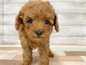 新潟県のトイプードル(トイ) (竹内ペット 新津本店/2025年12月20日生まれ/女の子/レッド)の子犬の2枚目の画像