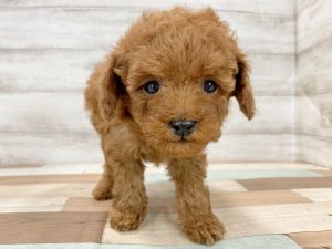 新潟県のトイプードル(トイ) (竹内ペット 新津本店/2025年12月20日生まれ/女の子/レッド)の子犬の3枚目の画像