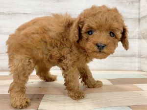 新潟県のトイプードル(トイ) (竹内ペット 新津本店/2025年12月20日生まれ/女の子/レッド)の子犬の4枚目の画像