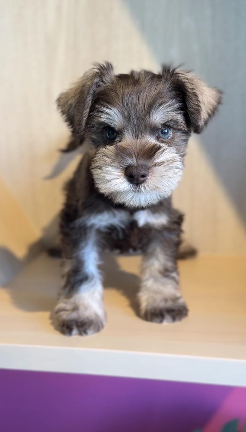 埼玉県のミニチュアシュナウザー (PET SHOP Tiny tales/2025年12月4日生まれ/男の子/レバーペッパー)の子犬
