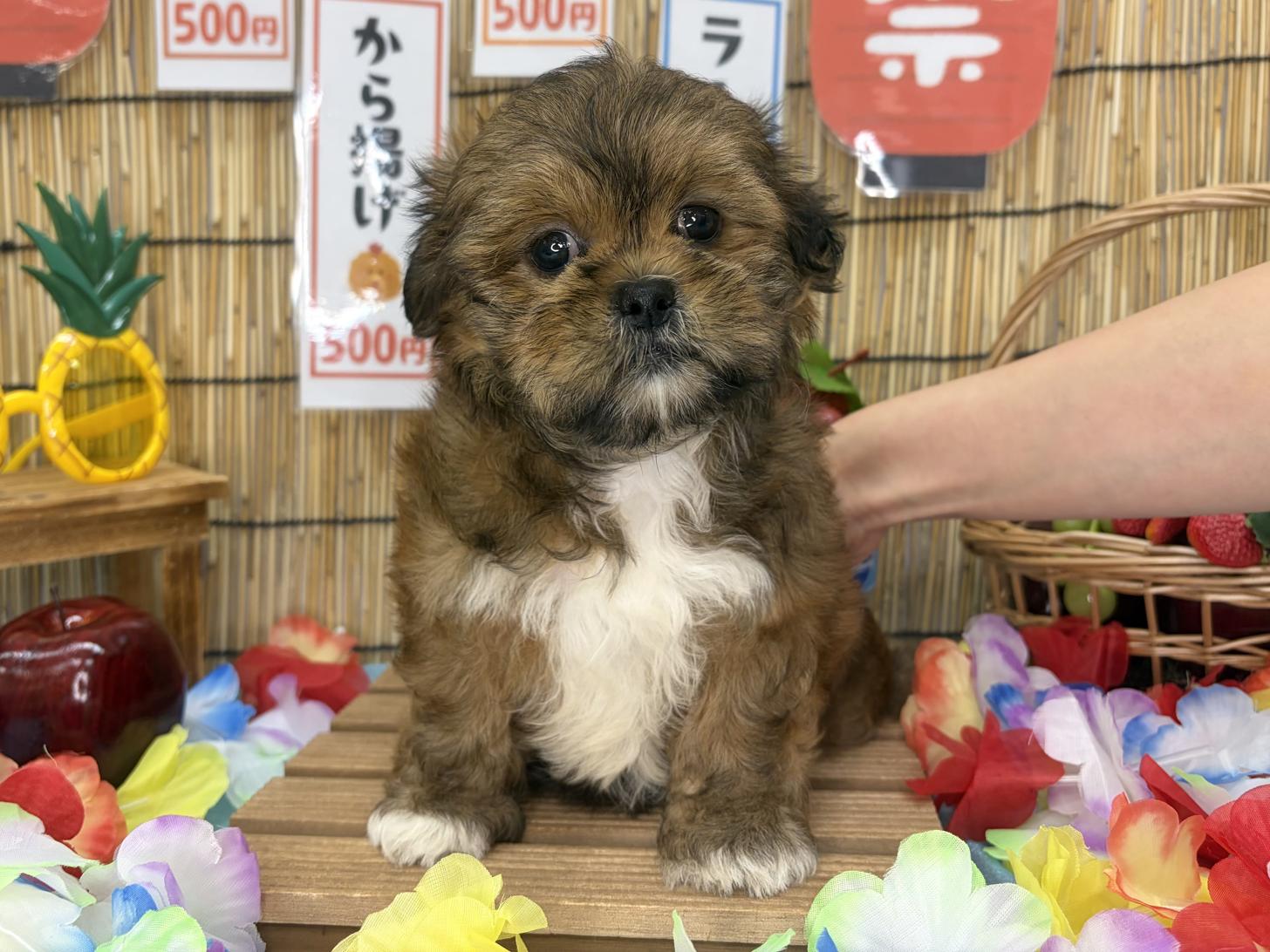 北海道のペキシーズー/ペキズー(ペキニーズ×シーズー) (ラブワンコ カインズ大曲店/2026年6月19日生まれ/女の子/フォーンホワイト)の子犬
