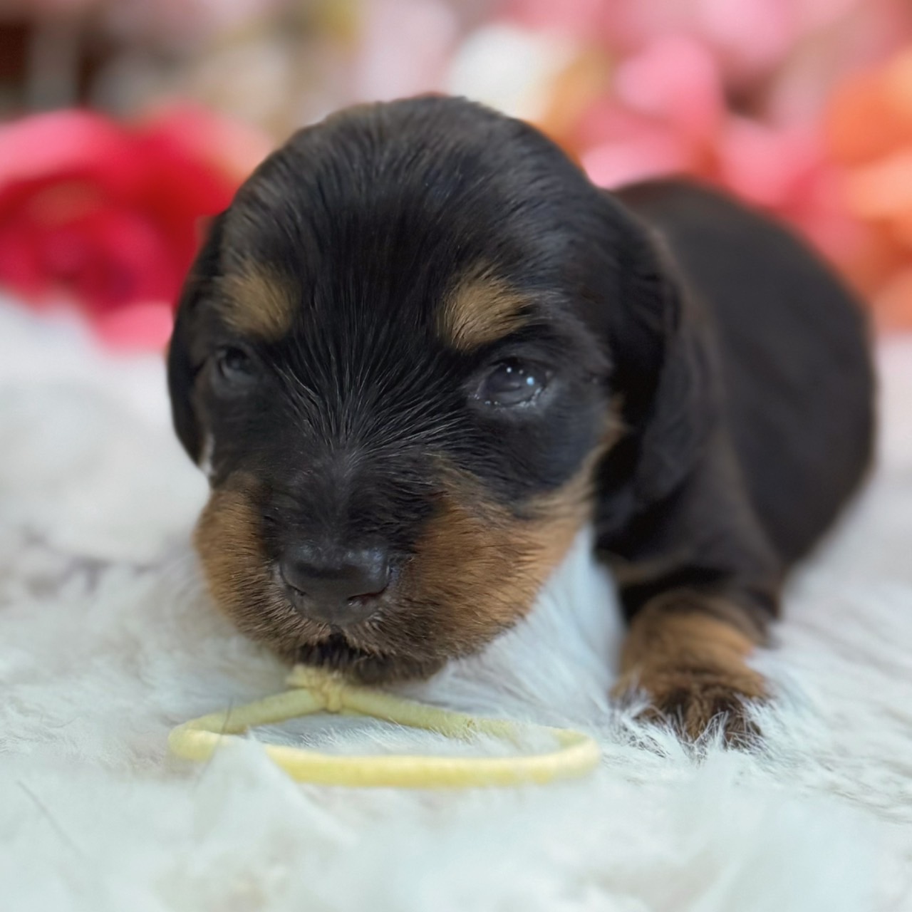 福岡県のミニチュアダックスフンド(ロング) (スタードッグス大牟田店/2026年3月2日生まれ/男の子/ブラックタン)の子犬の1枚目の画像