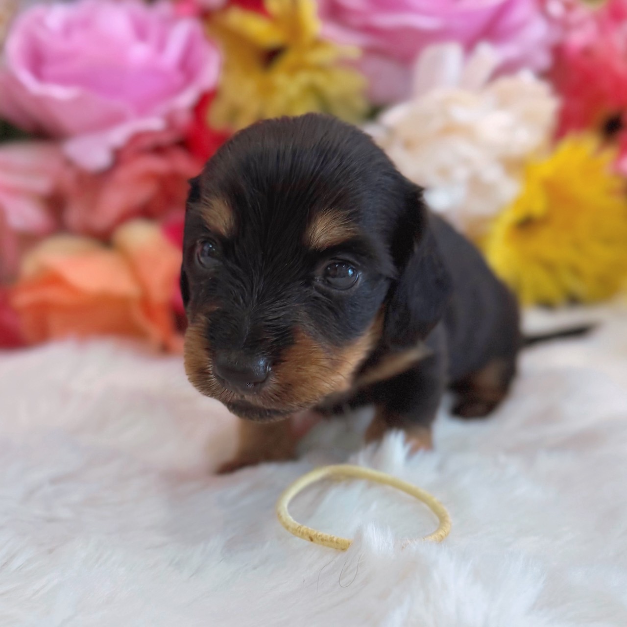 福岡県のミニチュアダックスフンド(ロング) (スタードッグス大牟田店/2026年3月2日生まれ/男の子/ブラックタン)の子犬