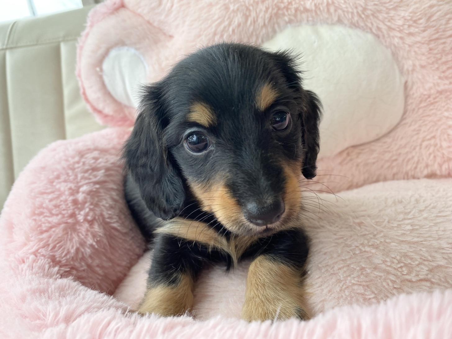 熊本県のミニチュアダックスフンド(ロング) (スタードッグス新熊本店/2026年3月2日生まれ/男の子/ブラックタン)の子犬の1枚目の画像