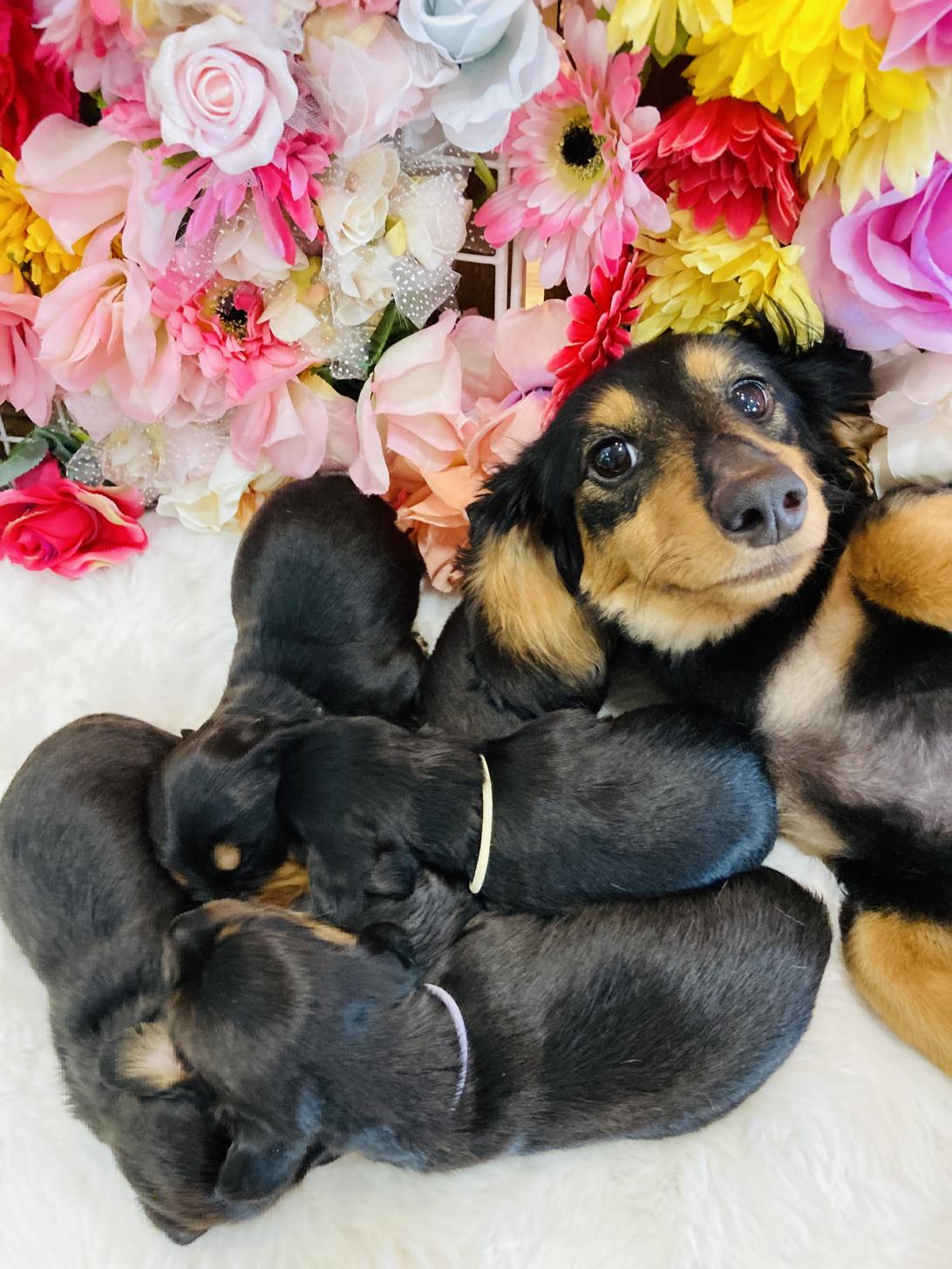福岡県のミニチュアダックスフンド(ロング) (スタードッグス大牟田店/2026年3月2日生まれ/男の子/ブラックタン)の子犬の2枚目の画像