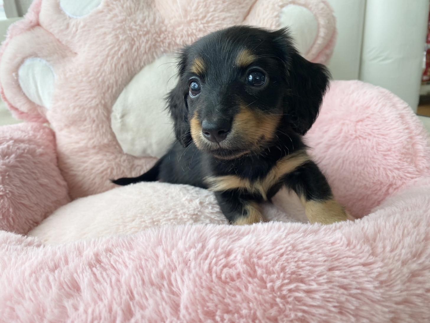 熊本県のミニチュアダックスフンド(ロング) (スタードッグス新熊本店/2026年3月2日生まれ/男の子/ブラックタン)の子犬の2枚目の画像