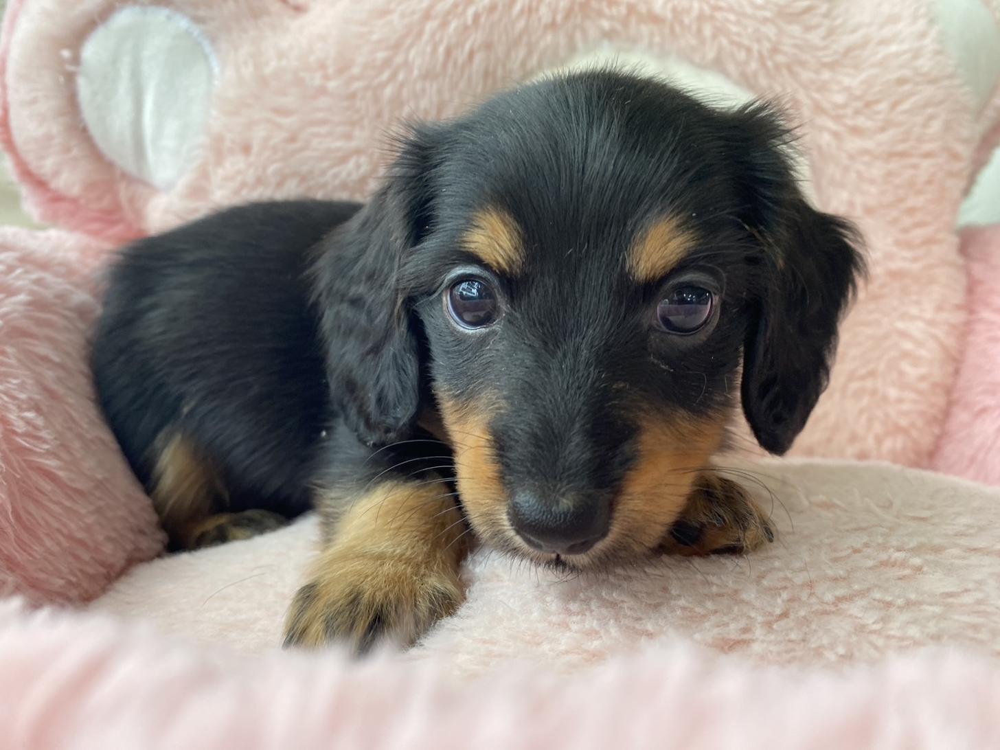 熊本県のミニチュアダックスフンド(ロング) (スタードッグス新熊本店/2026年3月2日生まれ/男の子/ブラックタン)の子犬の3枚目の画像