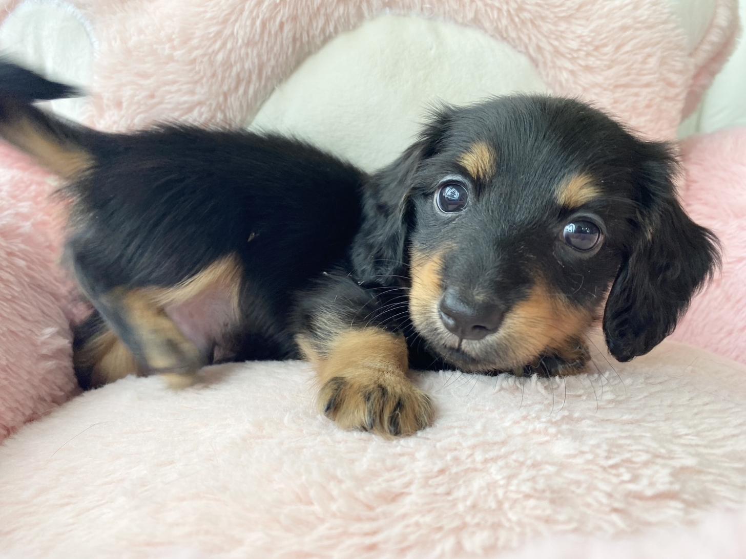 熊本県のミニチュアダックスフンド(ロング) (スタードッグス新熊本店/2026年3月2日生まれ/男の子/ブラックタン)の子犬の4枚目の画像