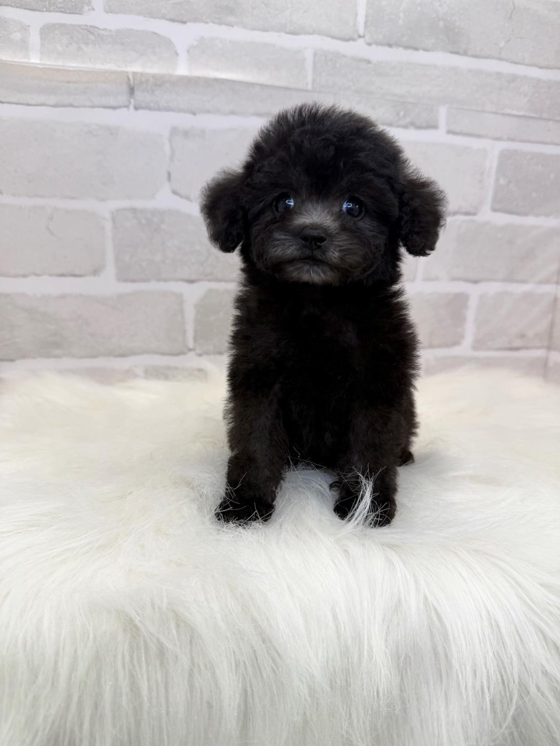 埼玉県のトイプードル(トイ) (PETSHOP FATIS/2025年5月16日生まれ/女の子/シルバー)の子犬の1枚目の画像