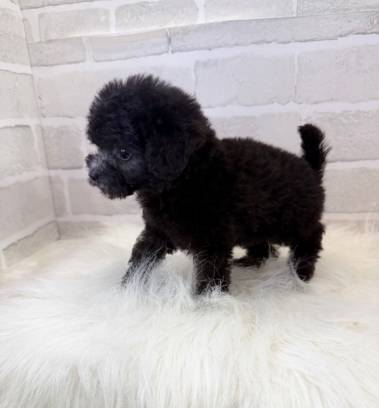 埼玉県のトイプードル(トイ) (PETSHOP FATIS/2025年5月16日生まれ/女の子/シルバー)の子犬の2枚目の画像