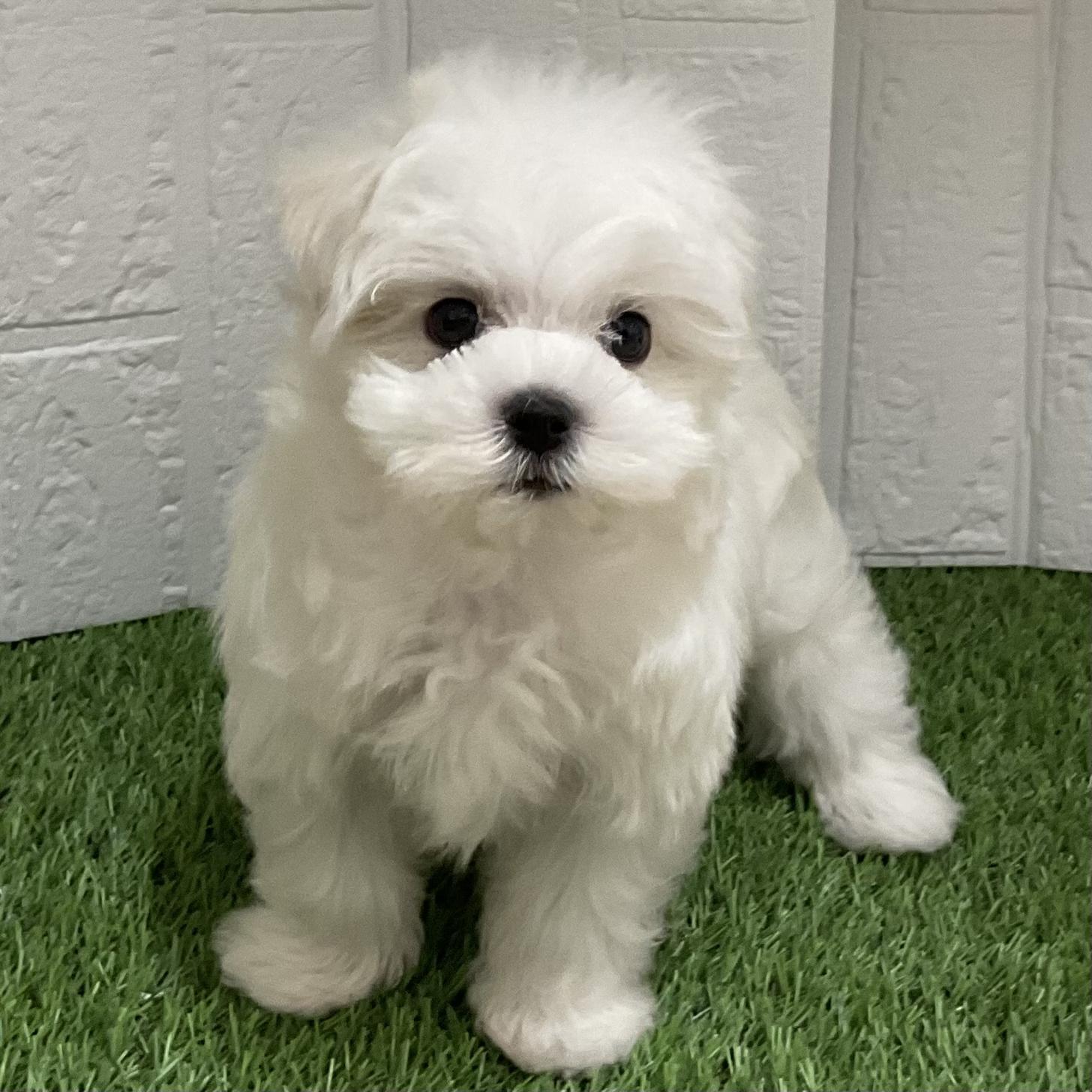 佐賀県のマルチーズ (ドッグズホーム佐賀店/2025年9月28日生まれ/男の子/ホワイト)の子犬