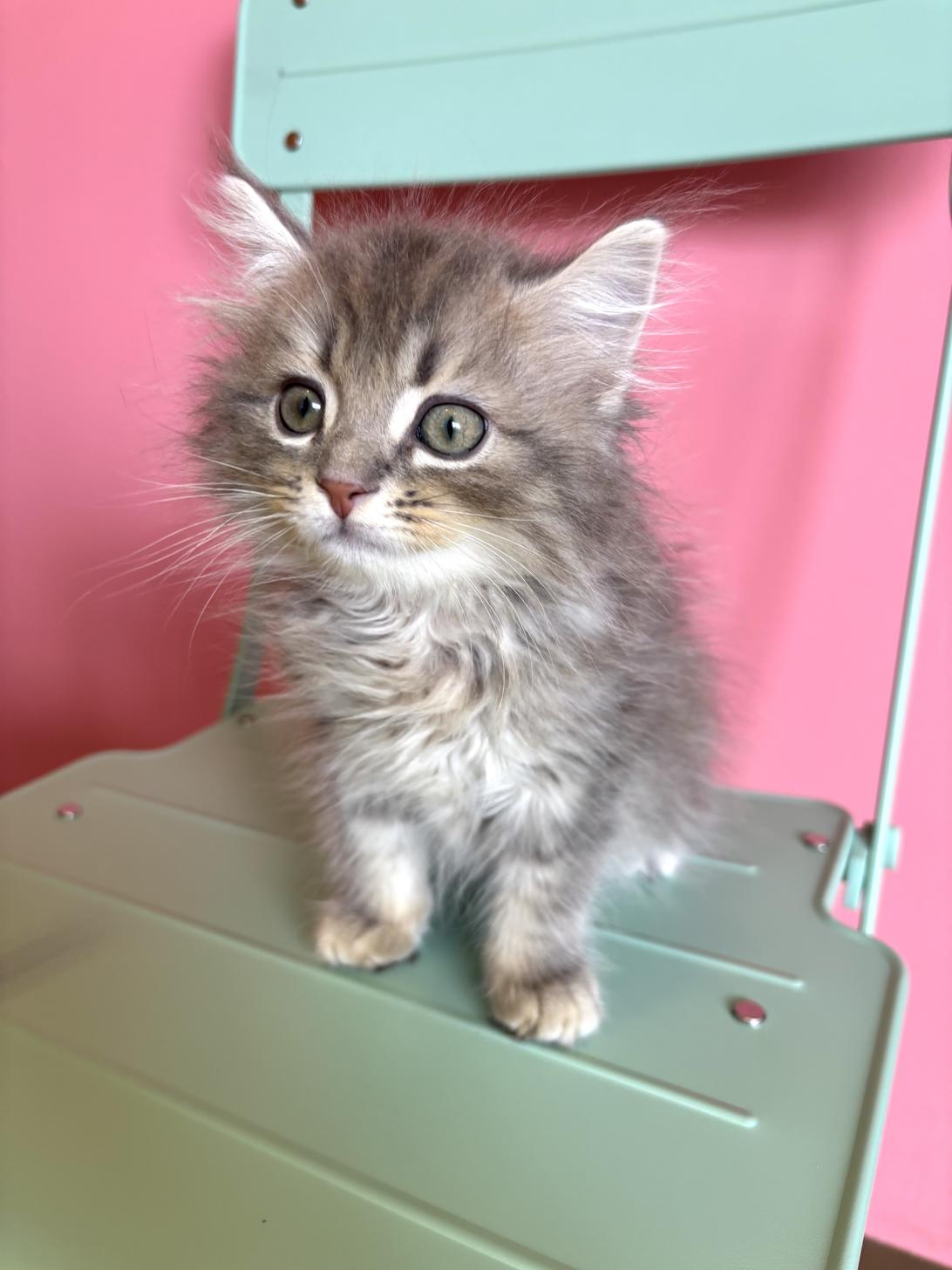 埼玉県のサイベリアン (ペッツスマイル南中野店/2026年5月14日生まれ/男の子/ブルータビー)の子猫の3枚目の画像