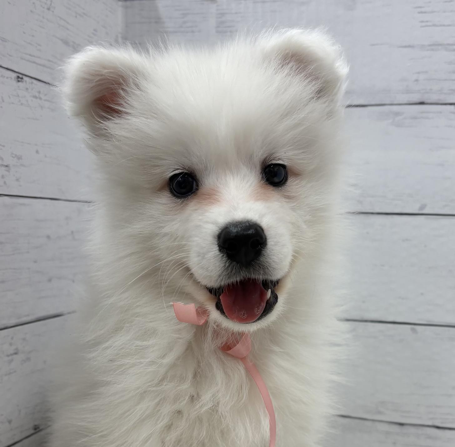 千葉県のサモエド (ペッツワン佐倉店/2026年2月15日生まれ/男の子/ホワイト)の子犬の1枚目の画像