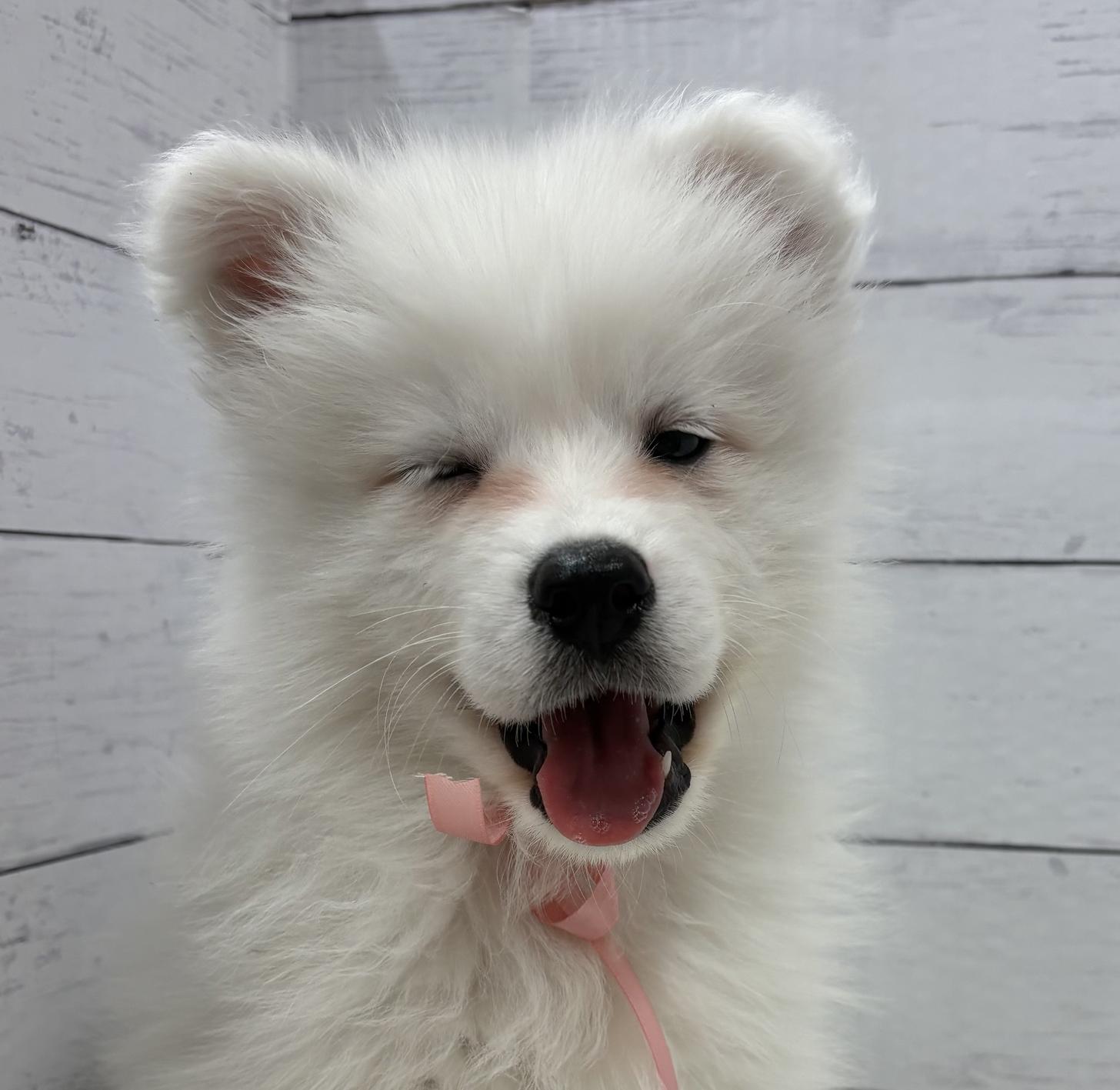 千葉県のサモエド (ペッツワン佐倉店/2026年2月15日生まれ/男の子/ホワイト)の子犬の2枚目の画像