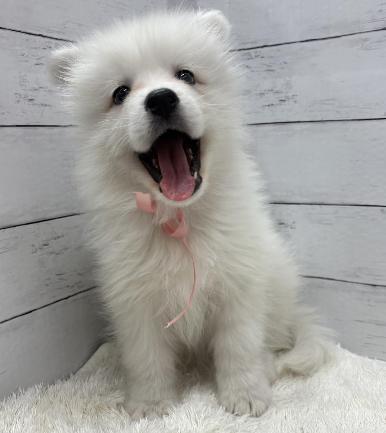 千葉県のサモエド (ペッツワン佐倉店/2026年2月15日生まれ/男の子/ホワイト)の子犬の3枚目の画像