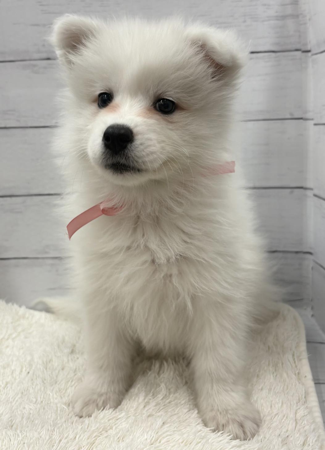 千葉県のサモエド (ペッツワン佐倉店/2026年2月15日生まれ/男の子/ホワイト)の子犬の4枚目の画像