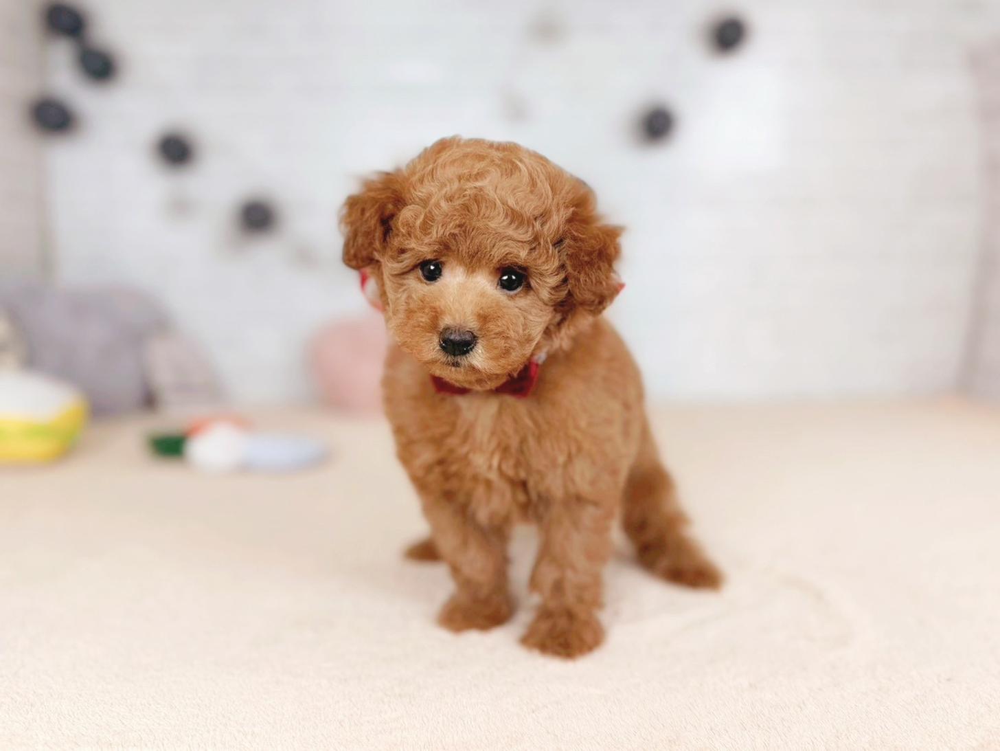 北海道のトイプードル(トイ) (ペットショップだんぼ/2025年11月8日生まれ/女の子/オレンジフォーン)の子犬の1枚目の画像