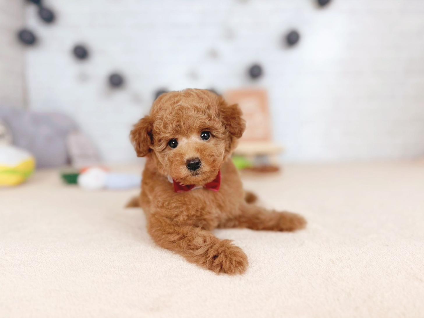 北海道のトイプードル(トイ) (ペットショップだんぼ/2025年11月8日生まれ/女の子/オレンジフォーン)の子犬の4枚目の画像