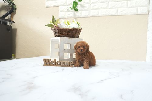 滋賀県のトイプードル(タイニー) (いっぷく湖南店/2026年3月1日生まれ/男の子/レッドフォーン)の子犬の1枚目の画像