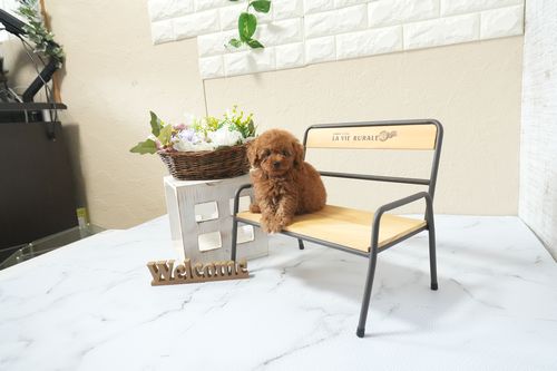 滋賀県のトイプードル(タイニー) (いっぷく湖南店/2026年3月1日生まれ/男の子/レッドフォーン)の子犬の2枚目の画像