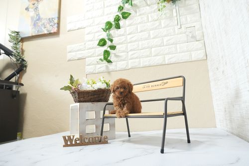 滋賀県のトイプードル(タイニー) (いっぷく湖南店/2026年3月1日生まれ/男の子/レッドフォーン)の子犬の3枚目の画像