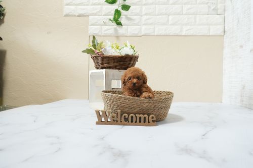 滋賀県のトイプードル(タイニー) (いっぷく湖南店/2026年3月1日生まれ/男の子/レッドフォーン)の子犬の4枚目の画像