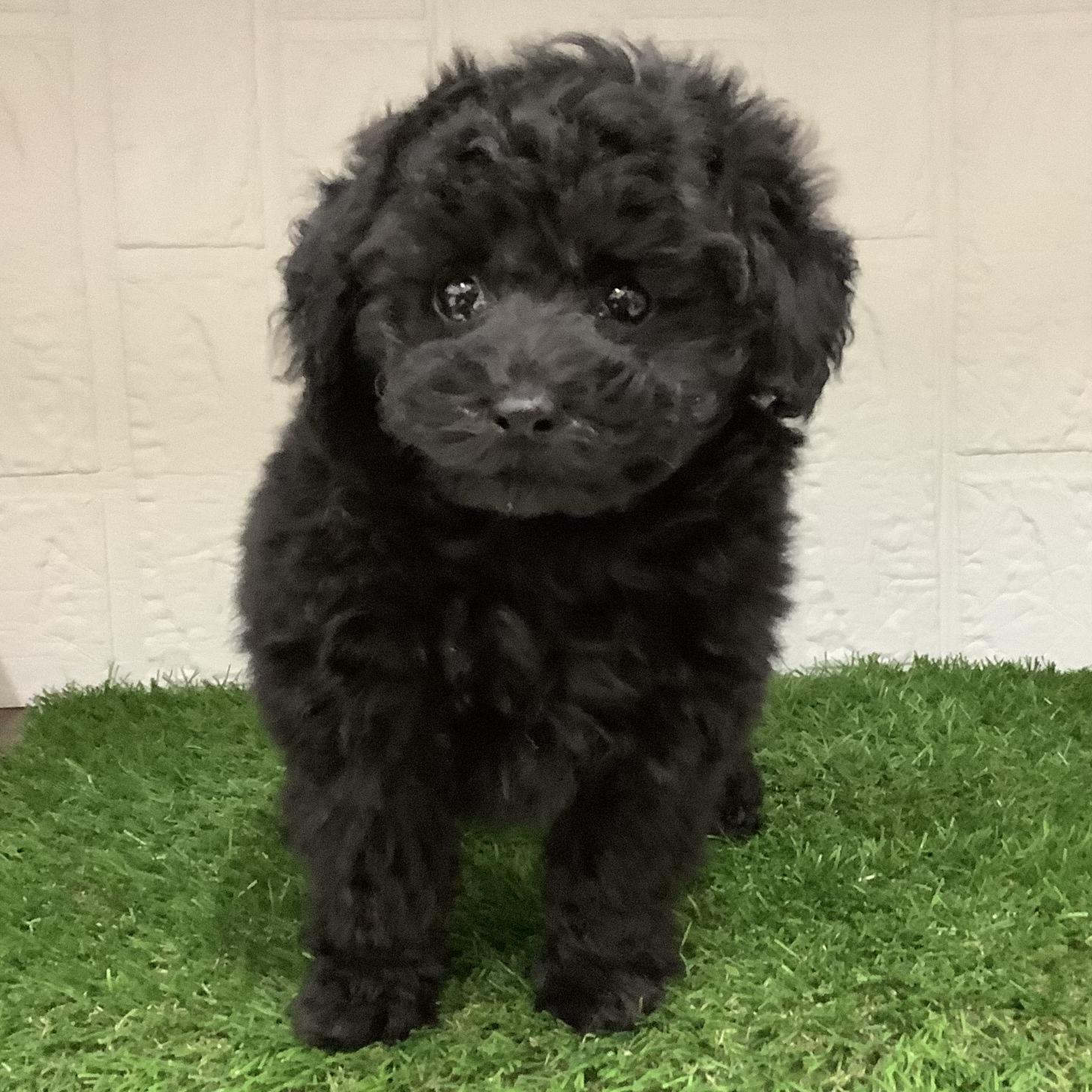 福岡県のトイプードル(トイ) (ドッグズホーム旗崎店/2025年11月19日生まれ/女の子/ブラック)の子犬