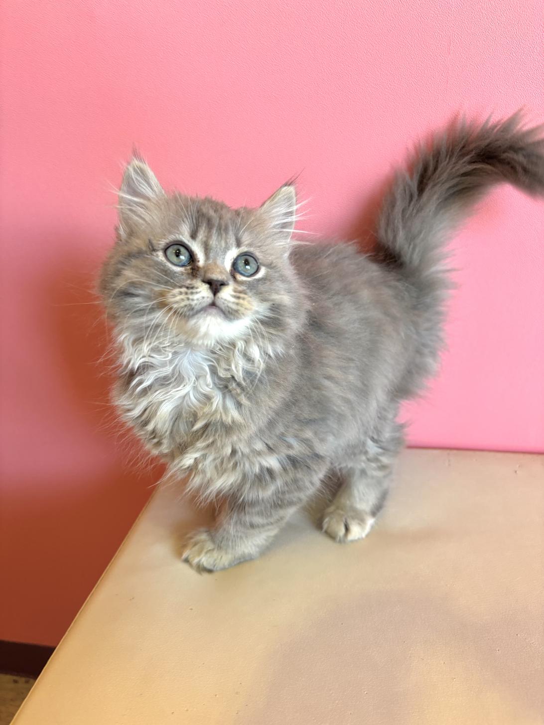 埼玉県のサイベリアン (ペッツスマイル南中野店/2025年12月28日生まれ/男の子/ブルータビー)の子猫の1枚目の画像