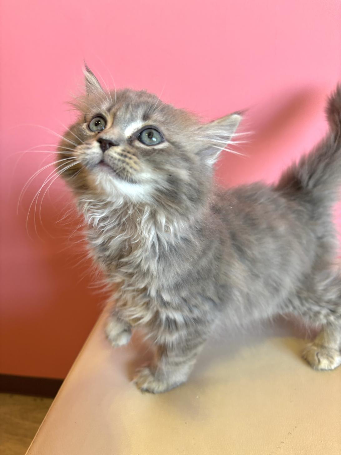 埼玉県のサイベリアン (ペッツスマイル南中野店/2025年12月28日生まれ/男の子/ブルータビー)の子猫の3枚目の画像