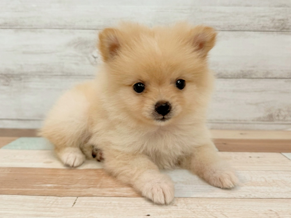 新潟県のポメラニアン (竹内ペット 新潟西店/2025年4月20日生まれ/女の子/クリーム)の子犬の1枚目の画像