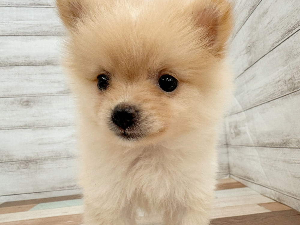 新潟県のポメラニアン (竹内ペット 新潟西店/2025年4月20日生まれ/女の子/クリーム)の子犬の2枚目の画像