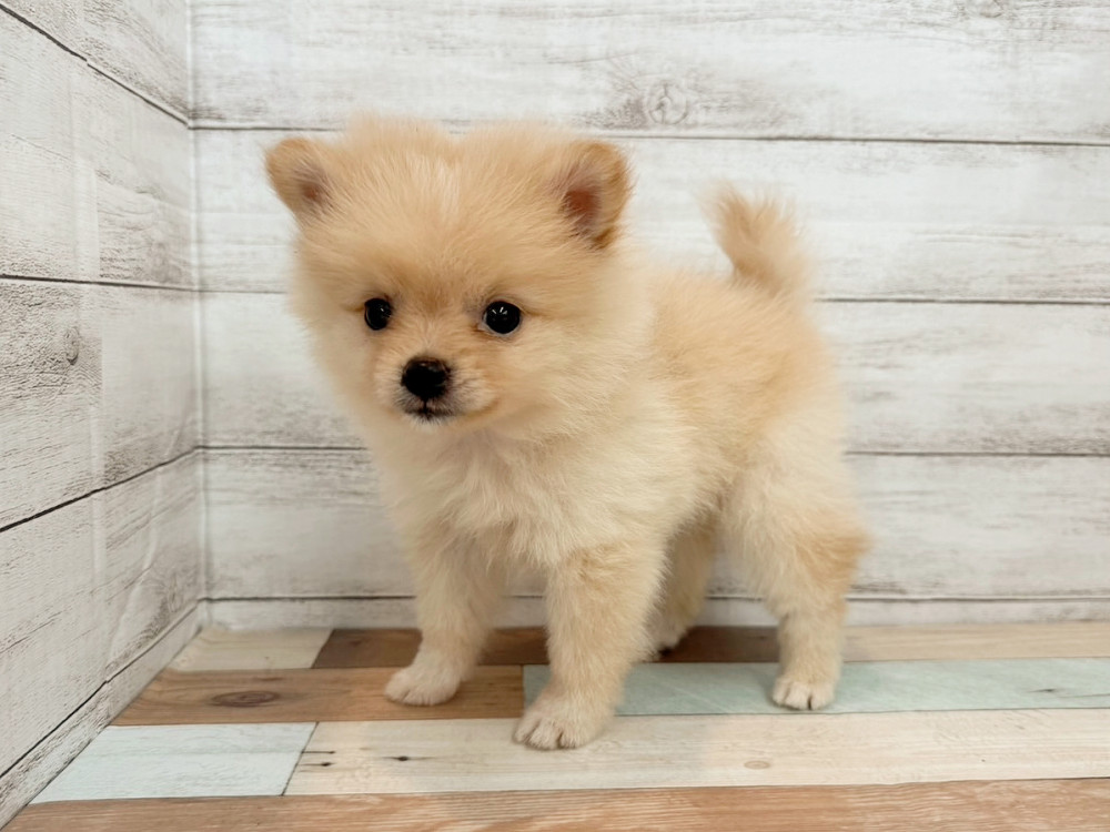 新潟県のポメラニアン (竹内ペット 新潟西店/2025年4月20日生まれ/女の子/クリーム)の子犬の3枚目の画像