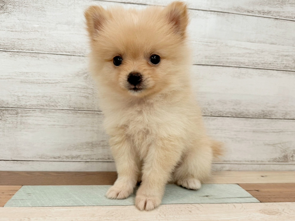 新潟県のポメラニアン (竹内ペット 新潟西店/2025年4月20日生まれ/女の子/クリーム)の子犬の4枚目の画像