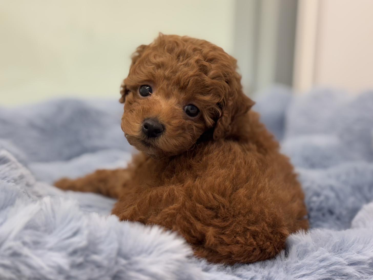 神奈川県のトイプードル(トイ) (Doggy Style 小田原店/2025年9月27日生まれ/男の子/レッド)の子犬の1枚目の画像