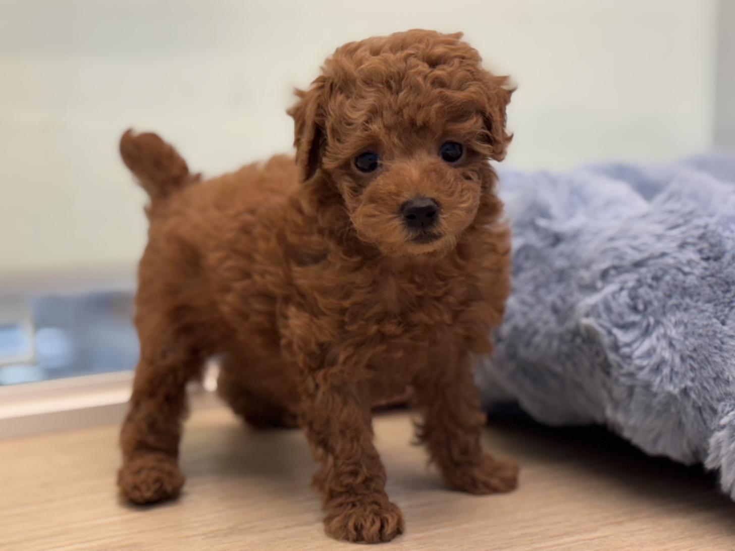 神奈川県のトイプードル(トイ) (Doggy Style 小田原店/2025年9月27日生まれ/男の子/レッド)の子犬の2枚目の画像