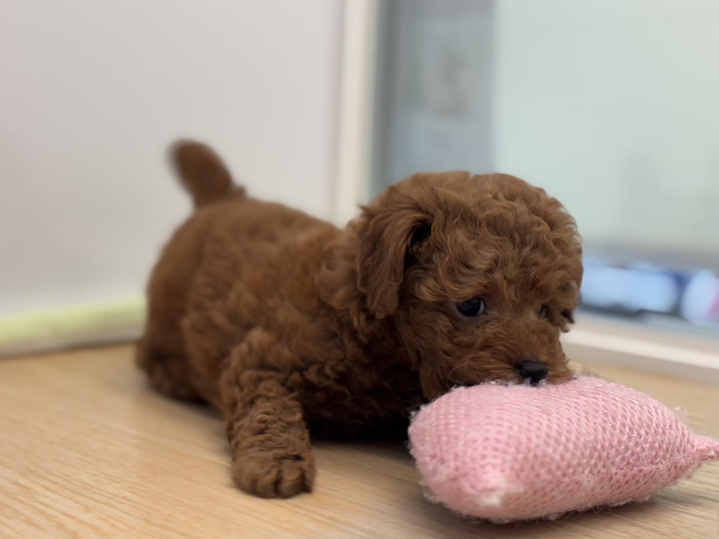 神奈川県のトイプードル(トイ) (Doggy Style 小田原店/2025年9月27日生まれ/男の子/レッド)の子犬の3枚目の画像